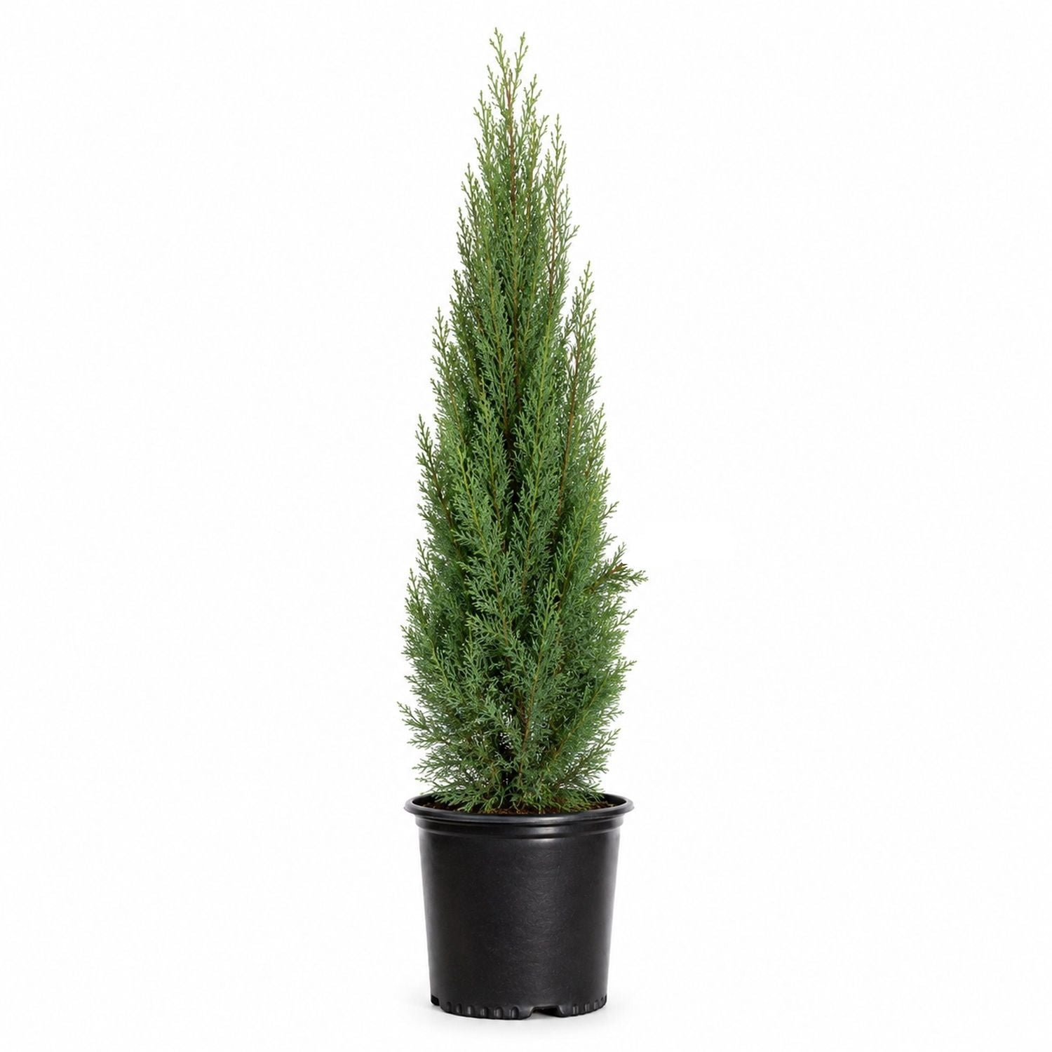 Expert Gardener Italian Cypress (2.5 Gallon) Narrow and Upright Evergreen Tree - Full Sun Live Outdoor Plant