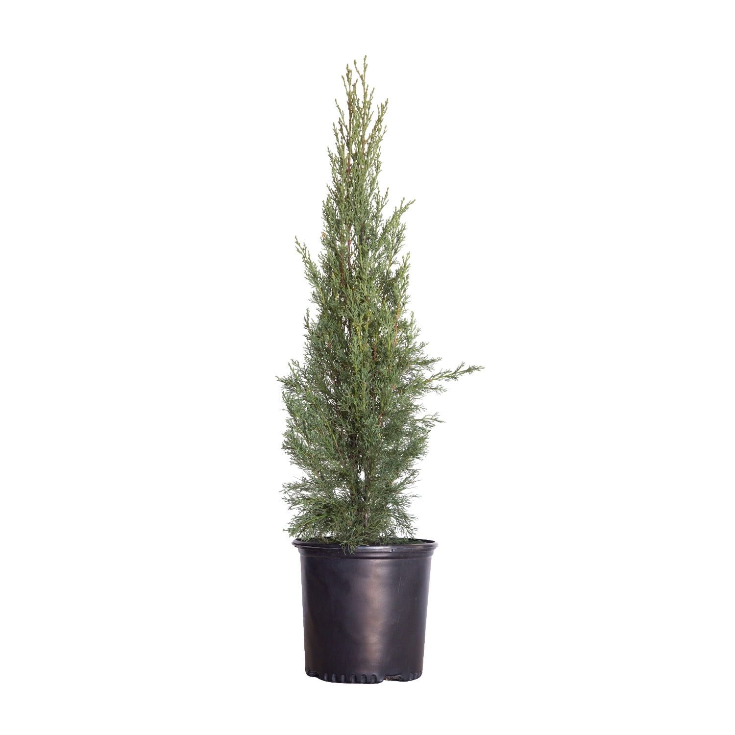 Italian Cypress 2.4 Gallon Narrow Evergreen Tree for Full Sun