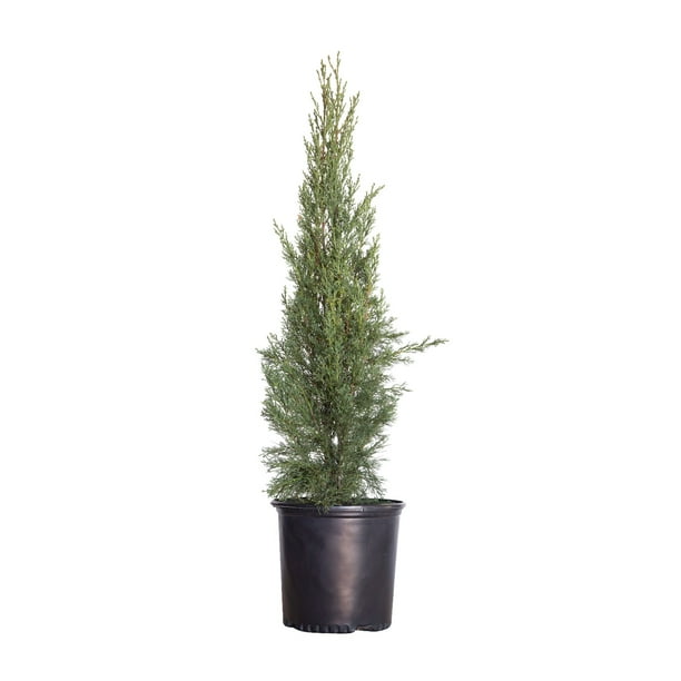 Italian Cypress (2.5 Gallon) Narrow and Upright Evergreen Tree Full