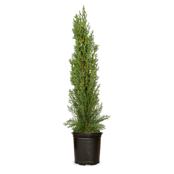 Expert Gardener Italian Cypress (2.5 Quart) Narrow and Upright Evergreen Tree - Full Sun Live Outdoor Plant