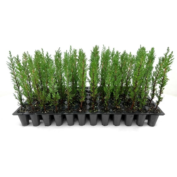 Italian Cypress | 40 Live Trees | Cupressus sempervirens | Narrow Evergreen Plants | Tall Privacy Landscaping | Upright Ornamental Outdoor Plant
