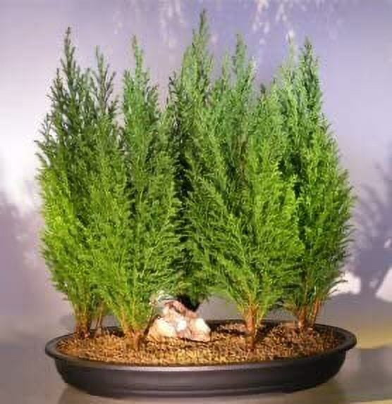 Italian Cypress Bonsai Tree Seeds for Planting 50 Seeds Exotic