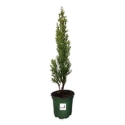 Italian Cypress Evergreen Tree, Cupressus sempervirens, Lot of 12, 4 Inch Pot