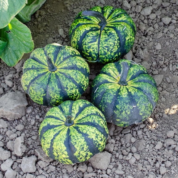 20 Green PinwheelITSCPhantomita Seeds - Non GMO - Miniature Pumpkins - Lime Green with Dark Green Stripes and Speckles - Marde Ross & Company - Up to One Pound