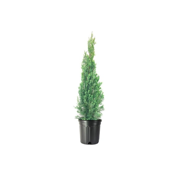 Italian Cypress Tree  1 Extra Large 3 Gallon Tree  Cupressus Sempervirens  Formal Elegant Mediterranean Style Plants