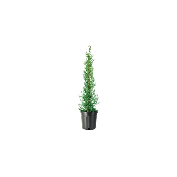 Italian Cypress Tree  2 Large Gallon Size Trees  Cupressus Sempervirens  Formal Elegant Mediterranean Style Plants