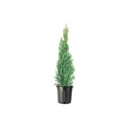 Italian Cypress Tree 3 Extra Large 3 Gallon Trees Cupressus Sempervirens Formal Elegant Mediterranean Style Plants