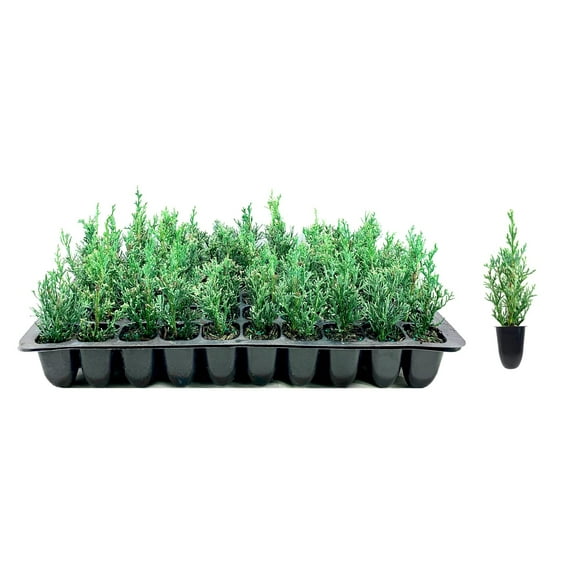 Italian Cypress Tree 30 Live Seedlings Cupressus Sempervirens Formal Elegant Mediterranean Style Plants