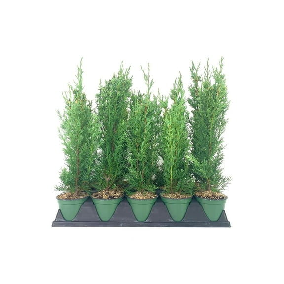Italian Cypress Tree 5 Live 4 Inch Pots Cupressus Sempervirens Formal Elegant Mediterranean Style Plants