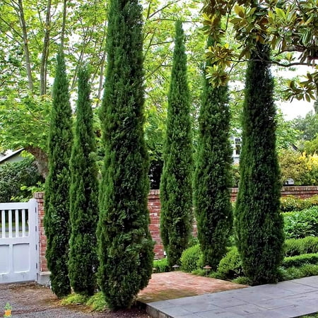 Italian Cypress Tree ( Cupressus ) - Full Gallon Pot