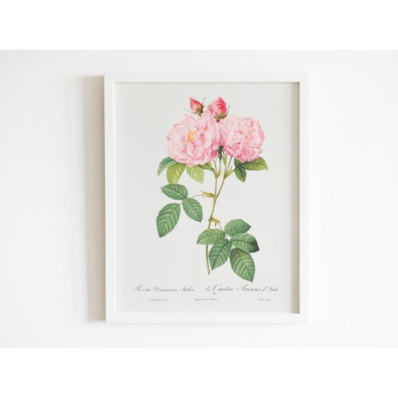 Italian Damask Rose Pierre Joseph Redoute Raphael Cultural Portrait Decor Unframed Paper Print