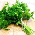 Italian Flat Leaf Parsley MMF7 Seeds NonGMO Cultivate Edible Parsley Plants Healthy