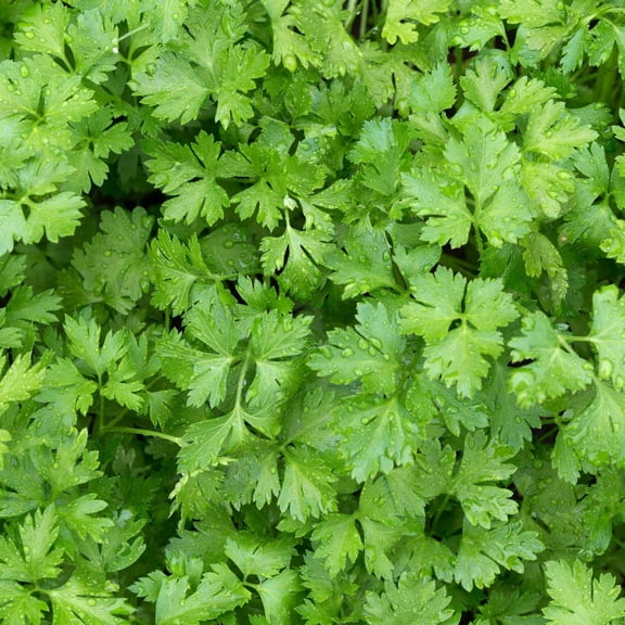Italian Flat Leaf Parsley Plants, 2 Live Herb Plants in 4 in Pots, Non-GMO