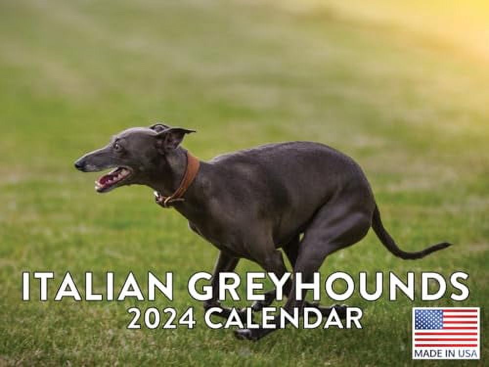 Italian Greyhound Calendar 2024 Wall Calander Monthly Dog Breed 12