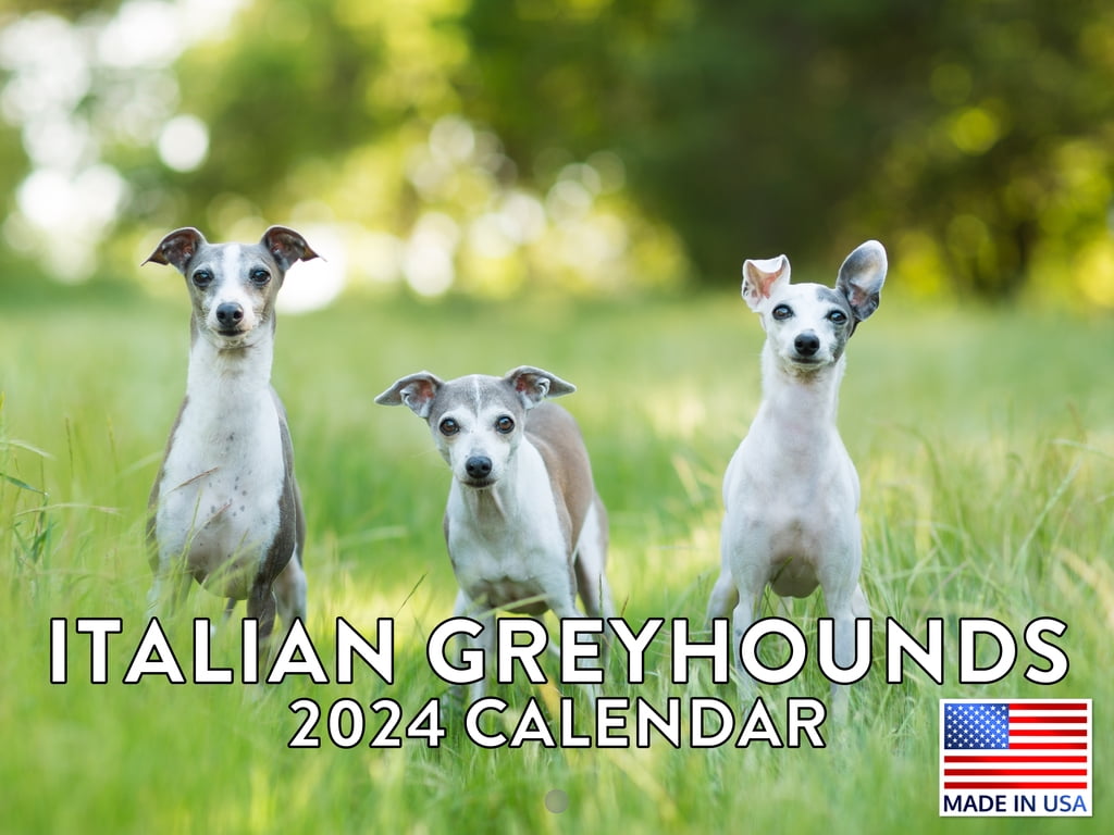 Italian Greyhound Dog 2024 Wall Calendar