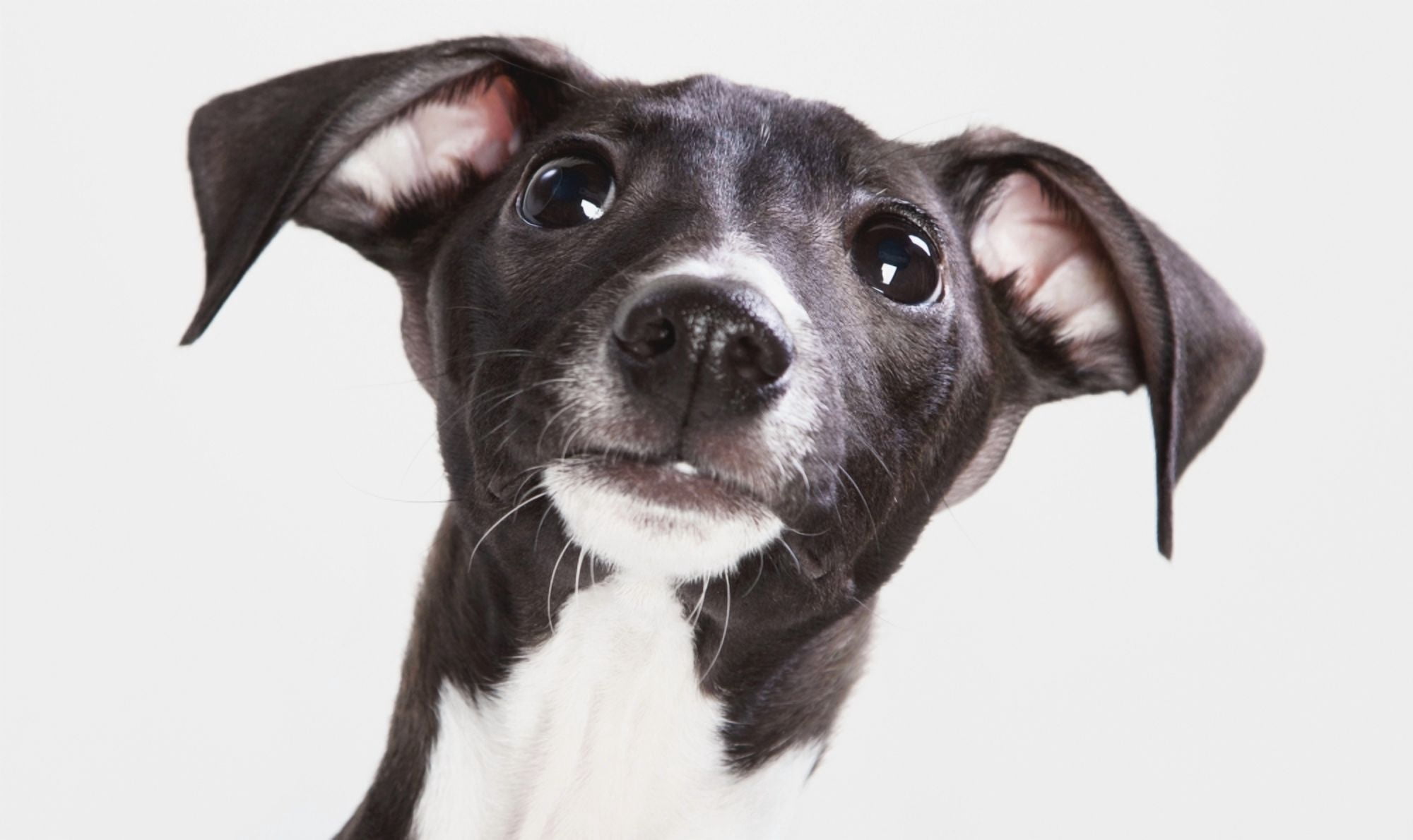 Italian Greyhound Puppy Spruce Grove Alberta Canada Canvas Art - Leah Bignell Design Pics (20 x 11)