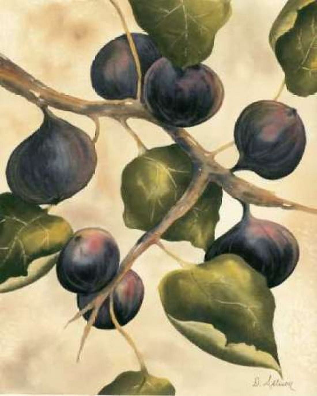 Italian Harvest - Figs Canvas Art - Doris Allison (20 x 24)