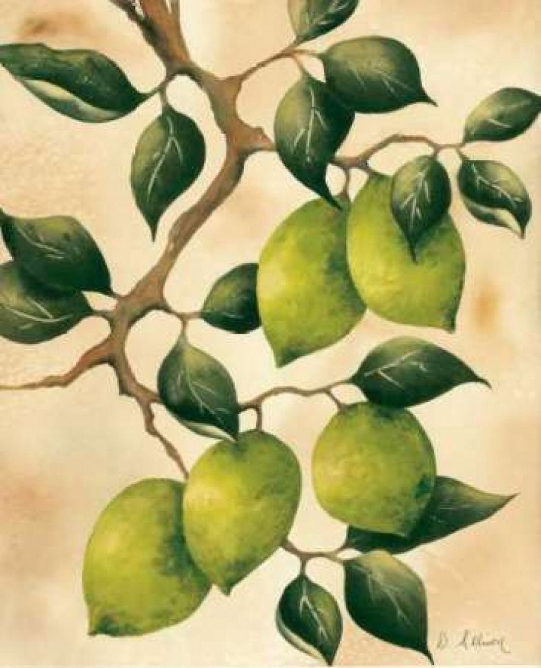 Italian Harvest - Limes Canvas Art - Doris Allison (20 x 24)