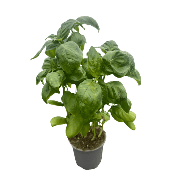 Italian Large Leaf Basil - 4" Pot - Live Plant