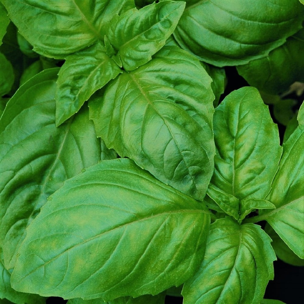 Italian Large Leaf Basil Seeds 100 Count Seed Pack Known for It's