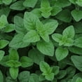 thumbnail image 1 of Italian Oregano | Two Live Herb Plants | Non-GMO, Mild Flavor, Dries Well, 1 of 5