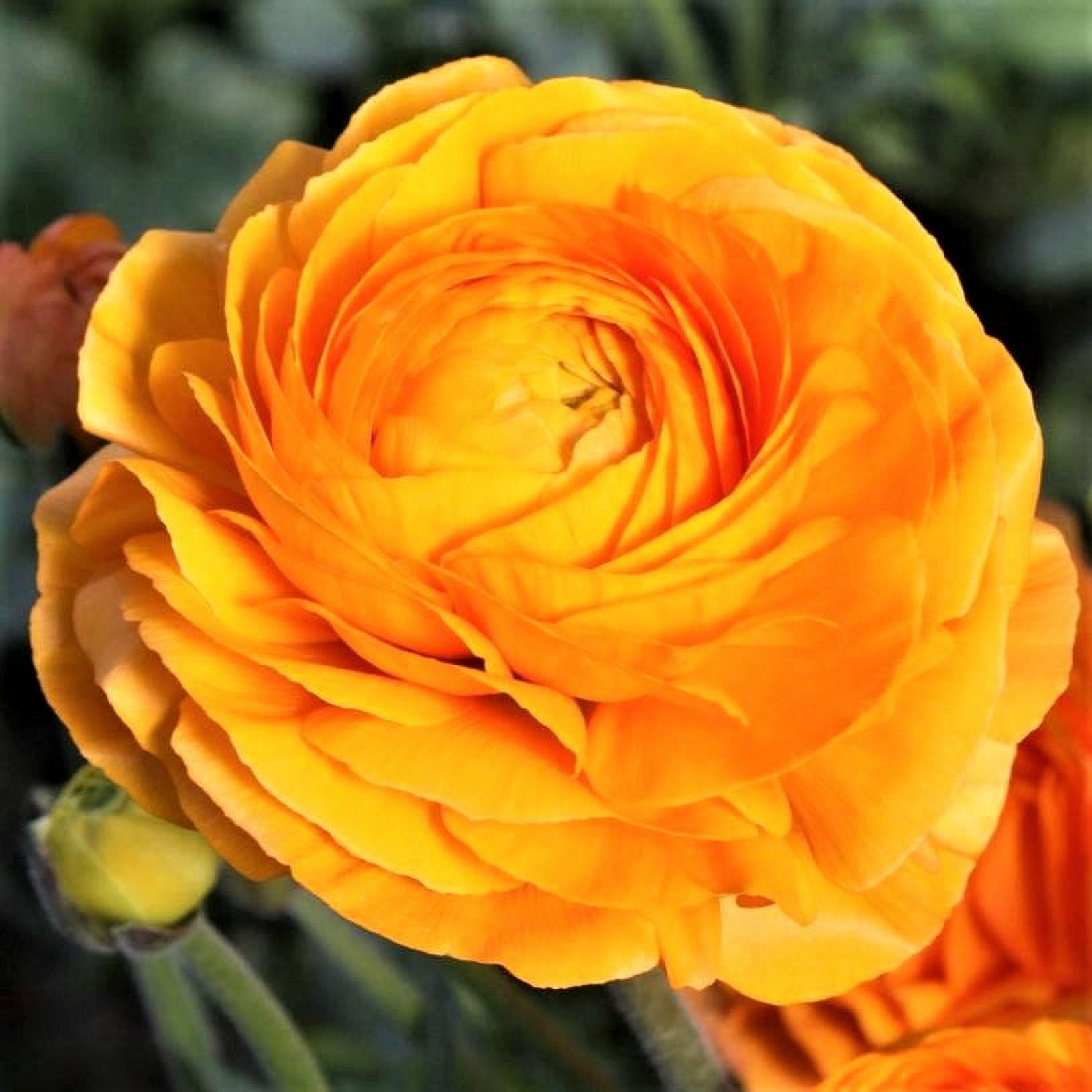 Italian Ranunculus Elegance Clementine (Flower Bulbs)