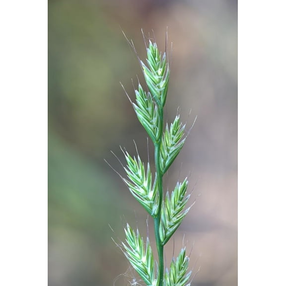 Italian Rye Grass Seeds for Planting - Lolium multiflorum (5,000 Seeds)