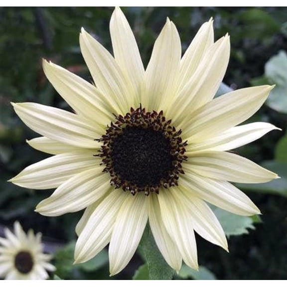 Italian White Sunflower Seeds 200 ct. Bring the beauty of the Italian countryside to your garden with these stunning Italian White Sunflower Seeds!