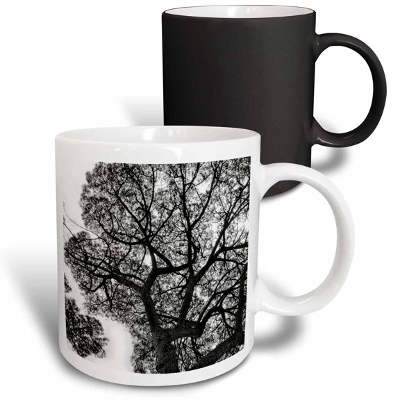 3drose, Italy, Rome, Maritime Pine Seen from Below., 11oz Magic Transforming Mug