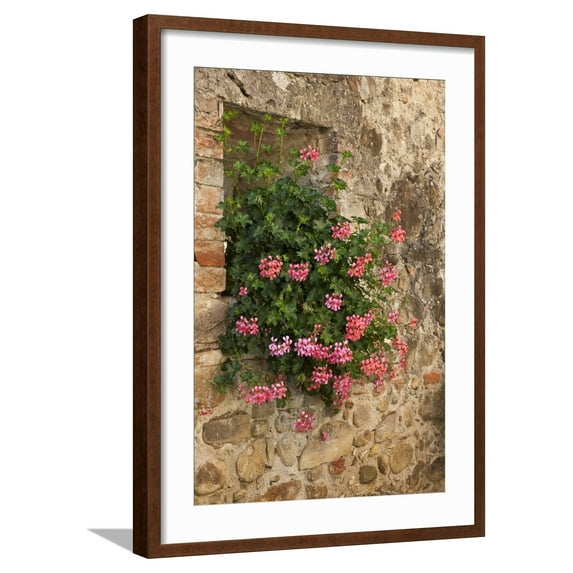 Art.com Italy, Tuscany. Pink ivy geraniums blooming in a window in Tuscany. Photographic Print by Julie Eggers, Brown Frame Wall Art, 21" x 29"