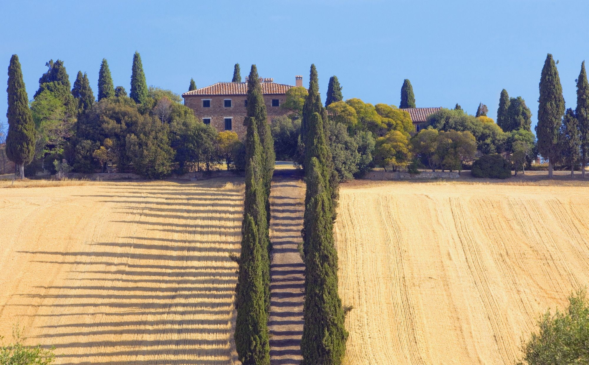 Italy Tuscany - farmhouse with cypress tress Canvas Art - Panoramic Images (10 x 17)