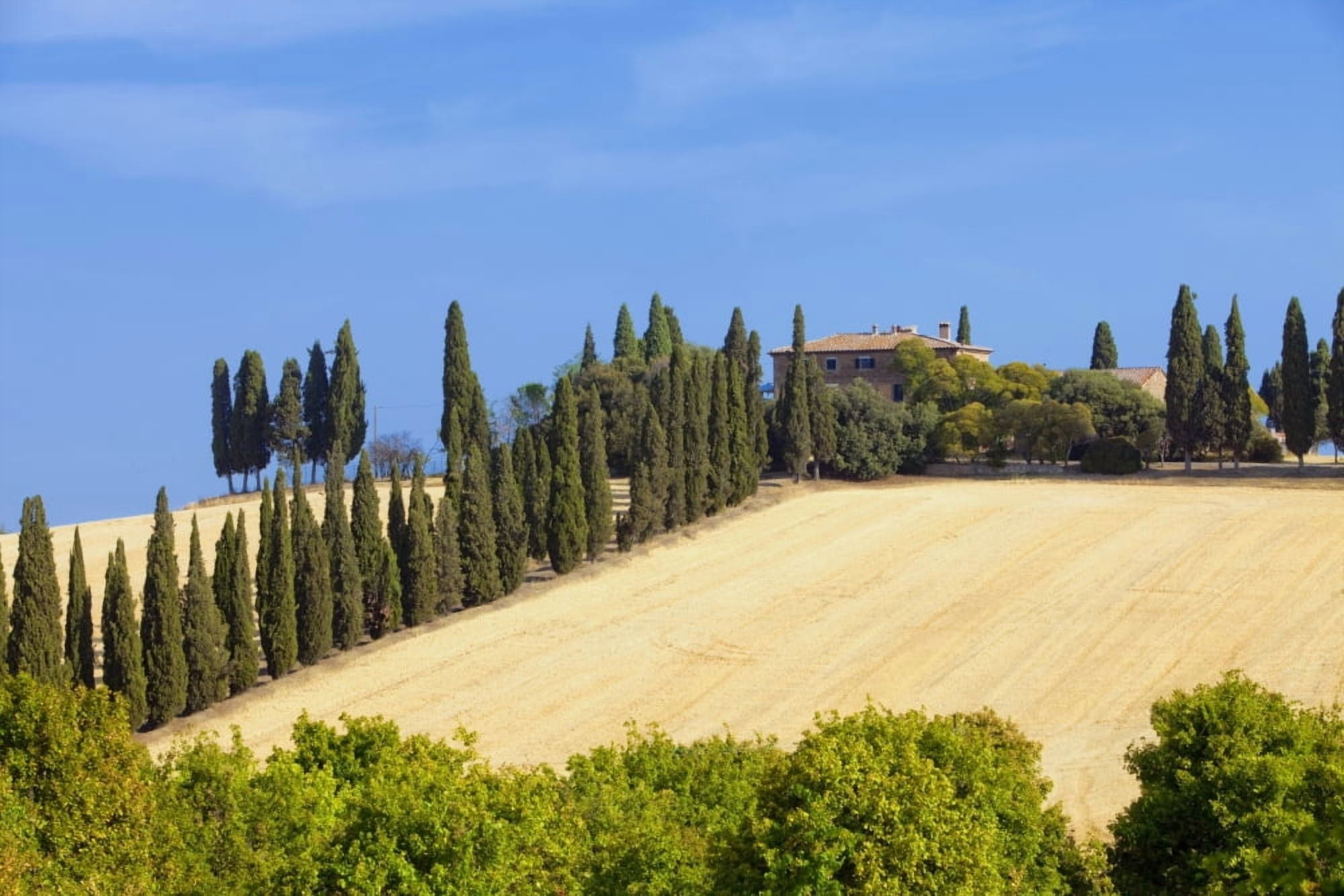 Italy Tuscany - farmhouse with cypress tress Canvas Art - Panoramic Images (27 x 9)