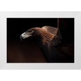 thumbnail image 1 of Itoyama, Eiji 14x11 White Modern Wood Framed Museum Art Print Titled - Golden Eagle Portrait, 1 of 4