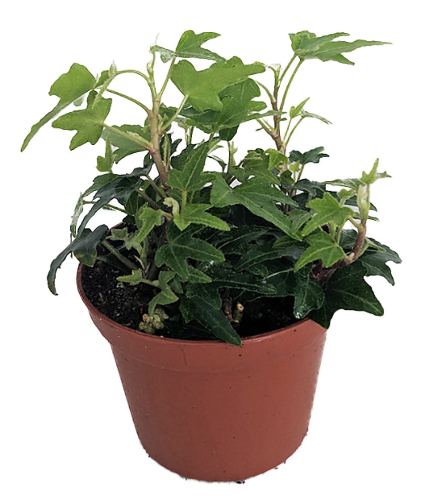 Itsy Bitsy English Ivy - Hendra helix - 2.5" Pot - Terrarium/Fairy Garden/House