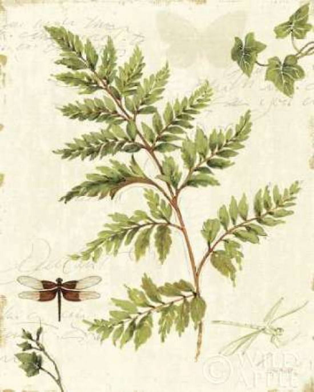 Ivies and Ferns I Canvas Art - Lisa Audit (24 x 30)