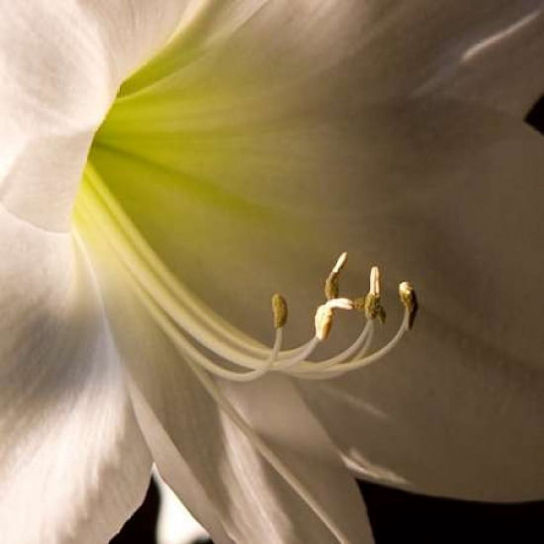 Ivory Amarylis Canvas Art - Amber Light Gallery (24 x 24)