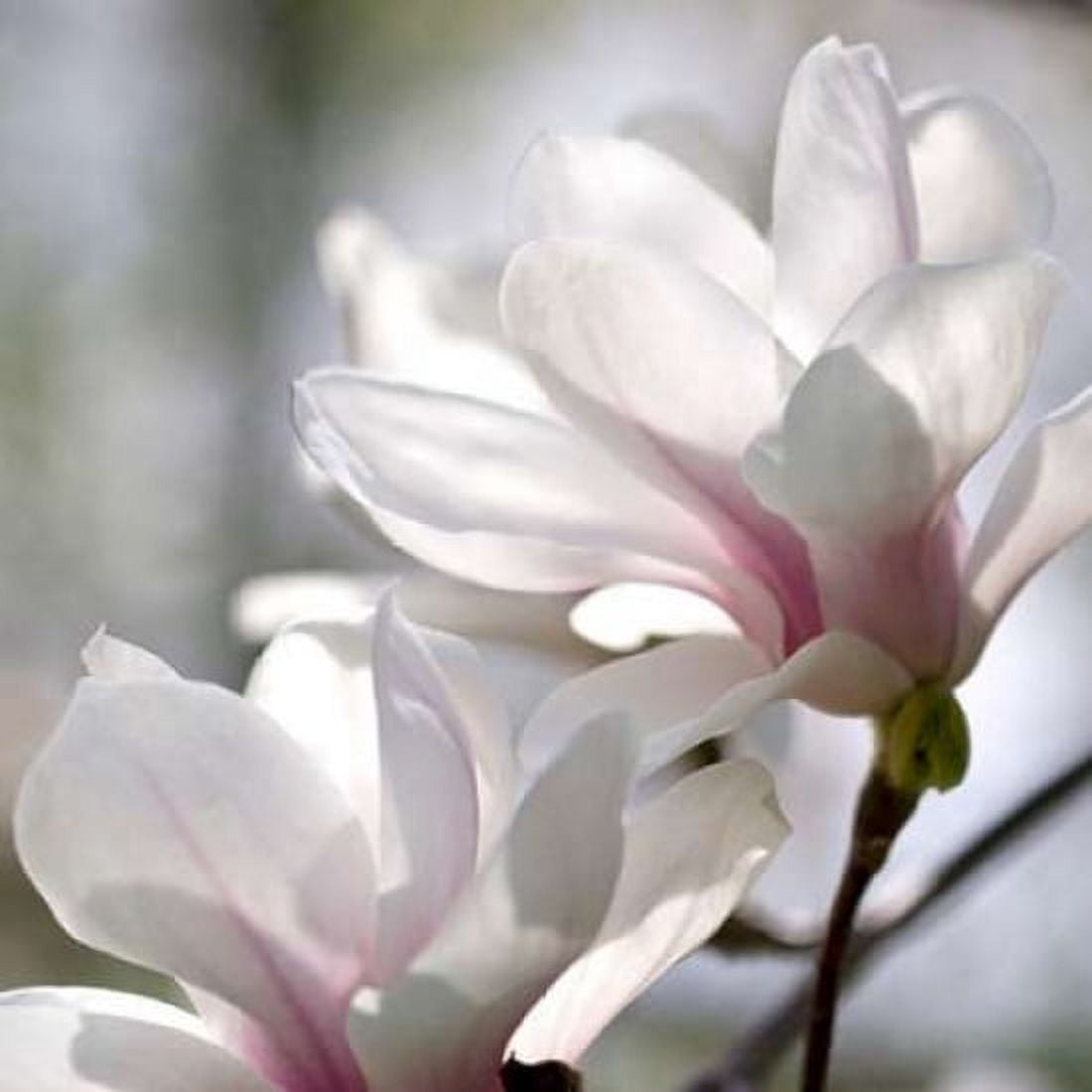 Ivory Magnolia Canvas Art - Amber Light Gallery (24 x 24)