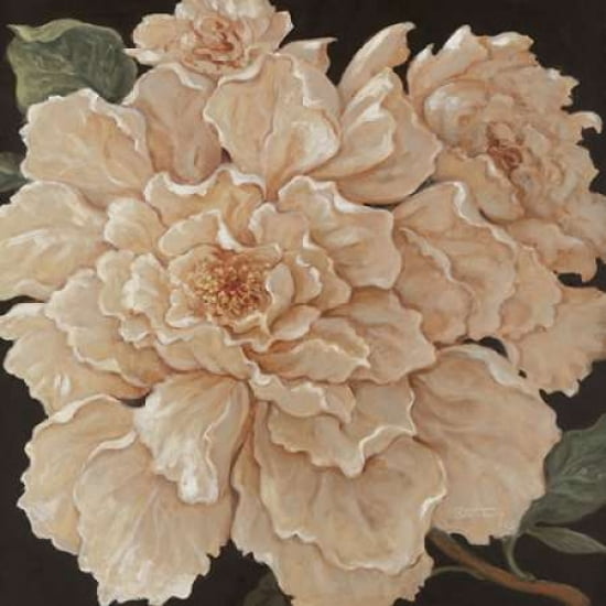 Ivory Peonies Canvas Art - Janet Kruskamp (24 x 24)