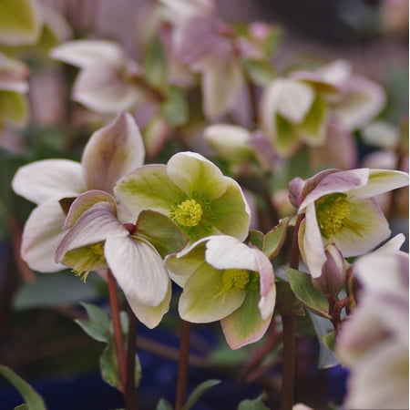 Ivory Prince Christmas Rose - Ivory Prince | 1 Gallon Size Container