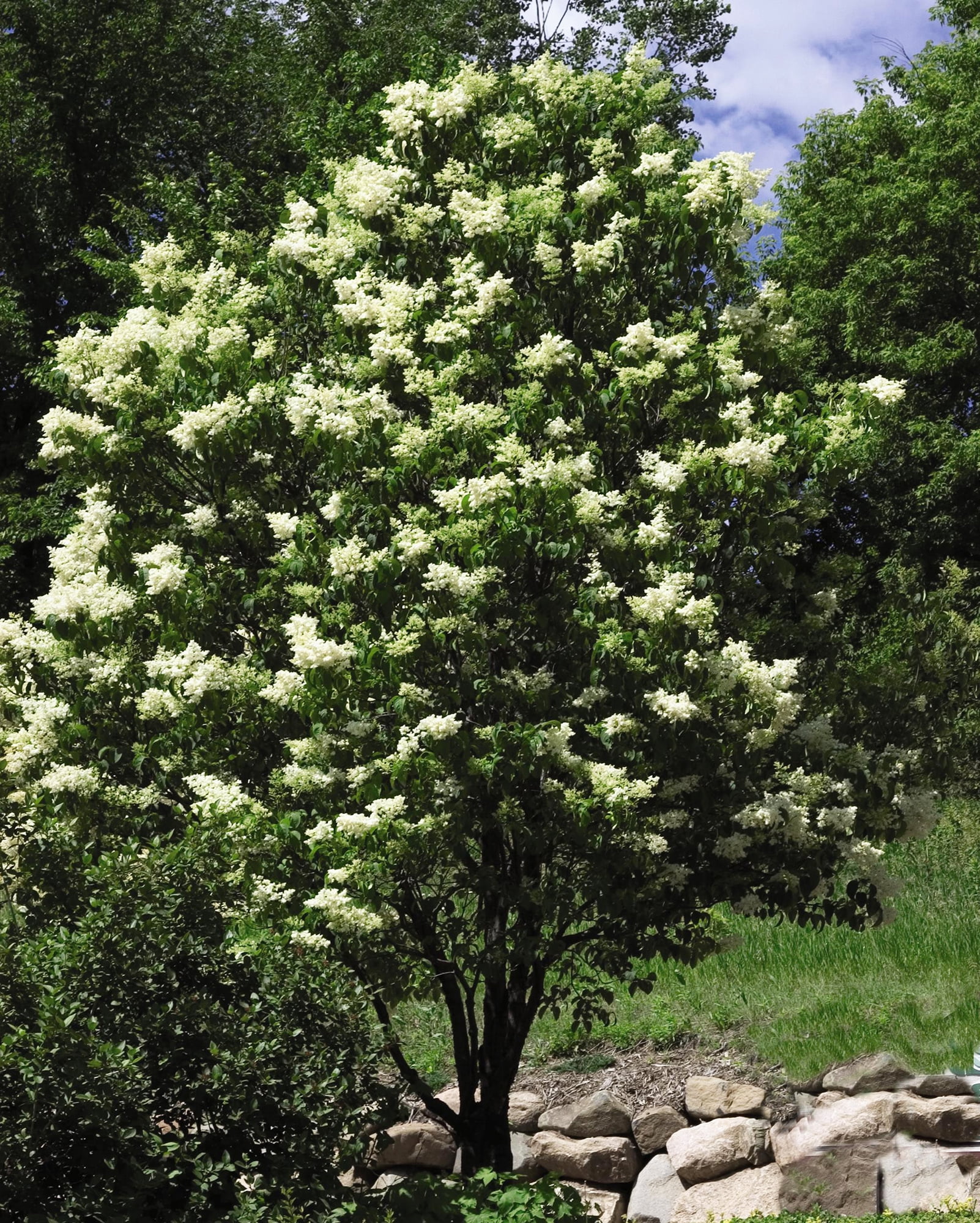 Ivory silk japanese tree lilac deals