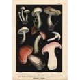 thumbnail image 1 of Ivory Waxy Cap Hygrophorus Eburneus And Hygrophorusa Poster Print By ?? Florilegius Mary Evans, 1 of 3