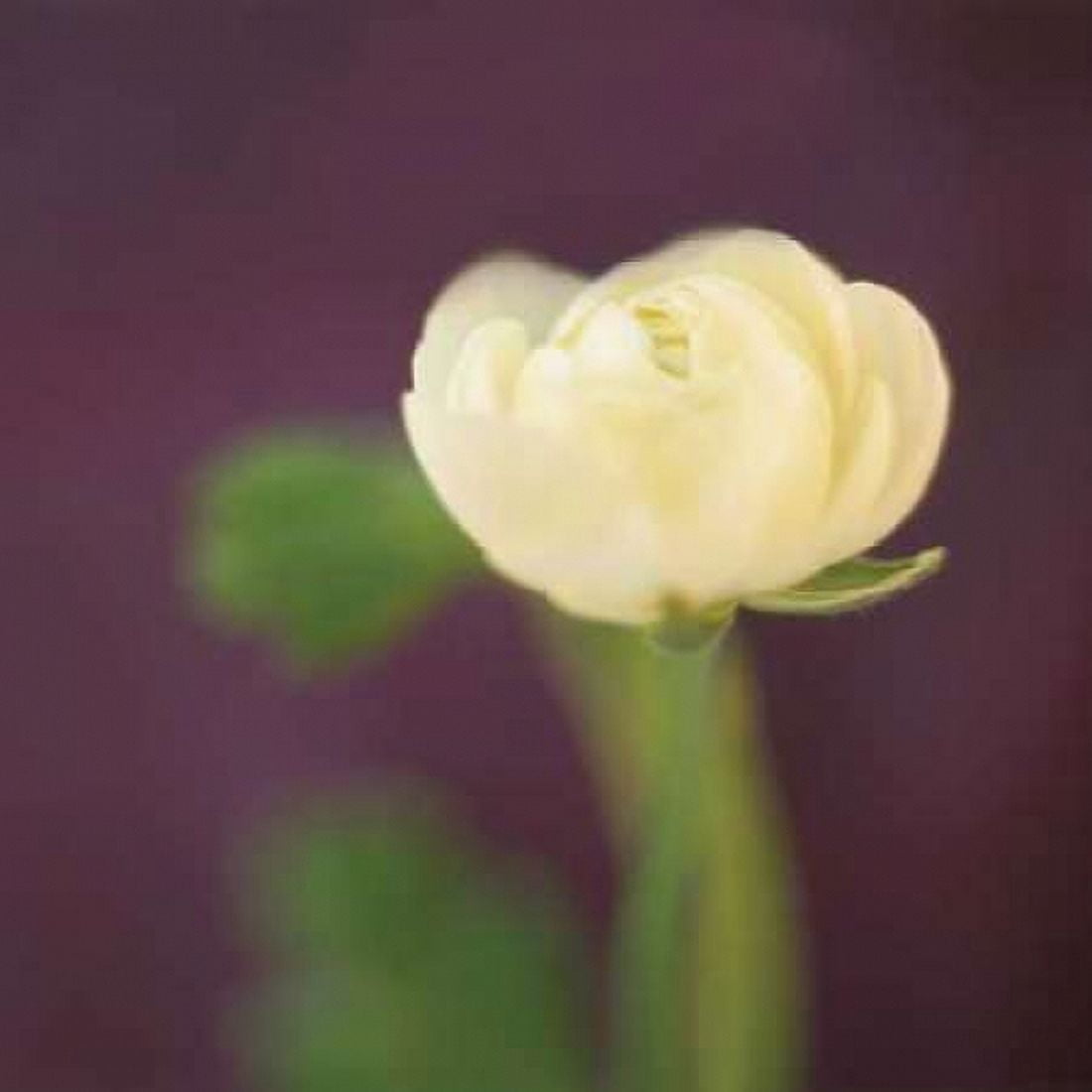 Ivory on Aubergine Canvas Art - Jane-Ann Butler (24 x 24)