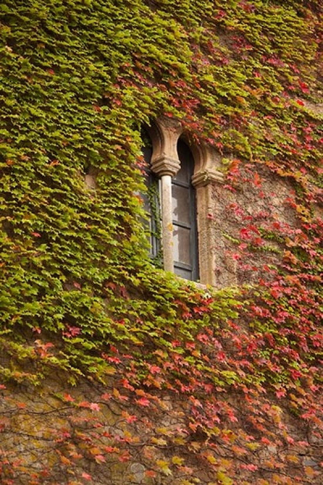 Ivy-Covered Wall Ciudad Monumental Caceres Spain Canvas Art - Walter Bibikow DanitaDelimont (25 x 38)
