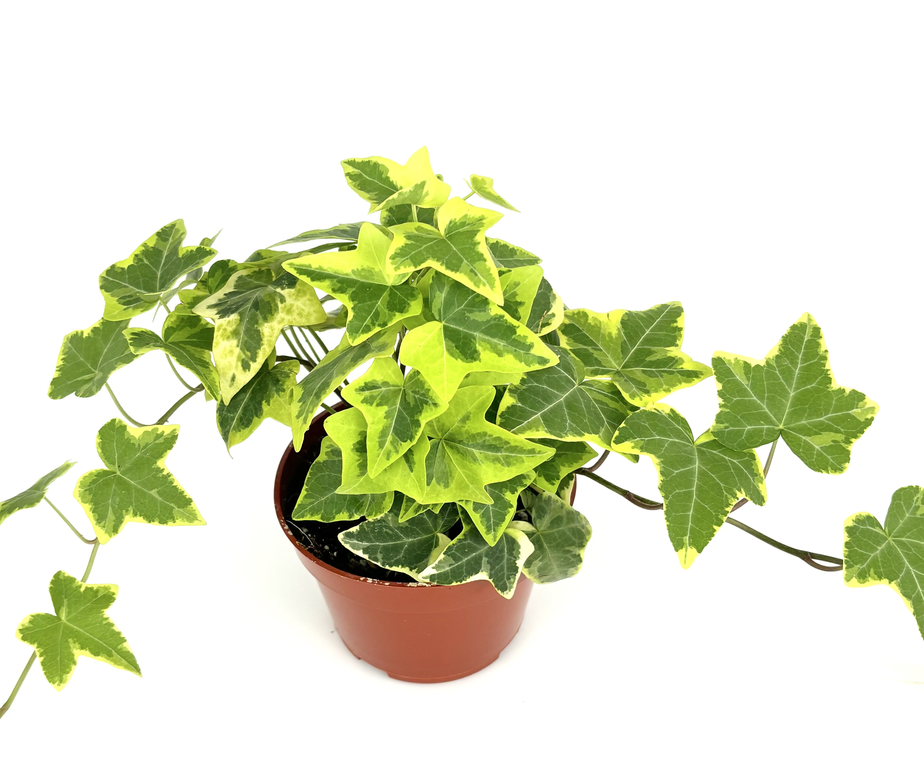 Ivy Gold Child Hedera Helix Easy Houseplants, 4\, image size:3769x3196