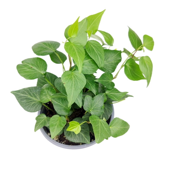 Ivy Hedera Plant (4"+ Grower Pot) - Best Air-purifying Trailing Houseplant for Home and Office Decoration