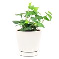 thumbnail image 1 of Ivy Hedera Plant (4"+ Minimalist Pot) - Best Air-purifying Trailing Houseplant for Home and Office Decoration, 1 of 6