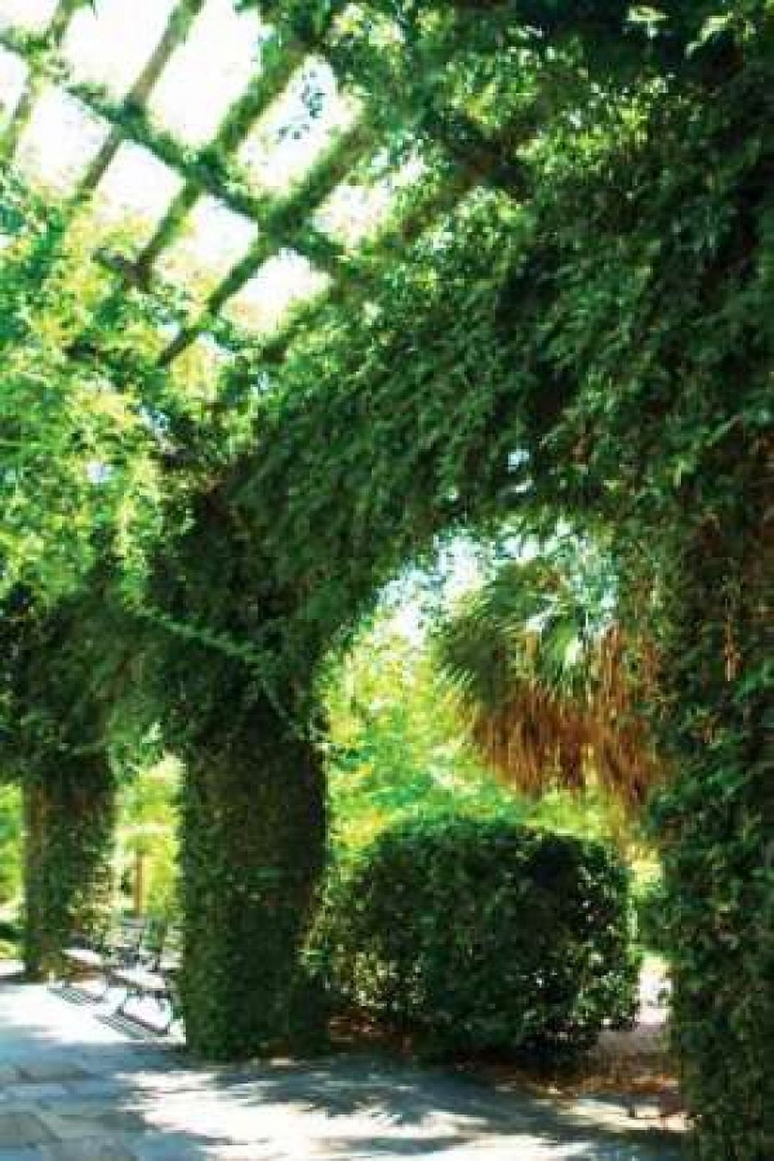 Ivy I Canvas Art - Alan Hausenflock (20 x 28)