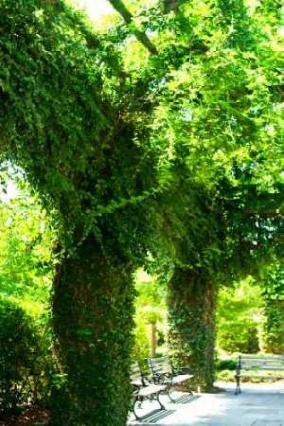 Ivy II Canvas Art - Alan Hausenflock (20 x 28)