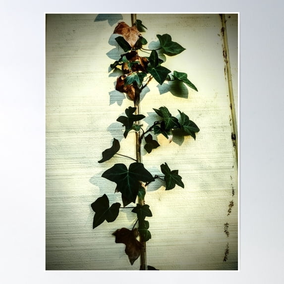 Ivy On A Wall Poster Wall Art, Modern Wall Decor, 24x36 UNFRAMED