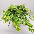 thumbnail image 1 of Ivy Plant Live Fast-growing, Potted 3-5" in Tall, Climbing Indoor Outdoor Houseplant, Easy Care Trailing Vine, Fast Growing Small Starter Plant for Home Office Décor (Golden Variegated English Ivy), 1 of 6